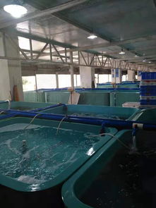 耕塘牧魚 水產養殖中的養殖機械智慧
